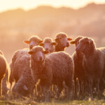 Who should avoid cutting hair and nails before Qurbani