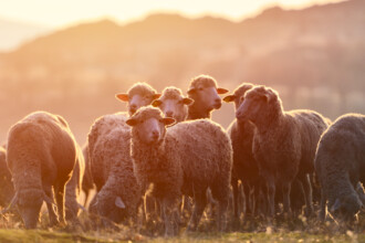 Who should avoid cutting hair and nails before Qurbani