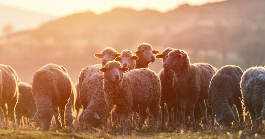 Who should avoid cutting hair and nails before Qurbani